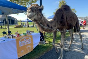 Camel standing near the Brooklyn Robot Foundry table at the festival